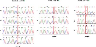 Novel mutations of TEX11 are associated with non-obstructive azoospermia